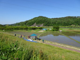 田んぼ作業のお手伝い募集!!